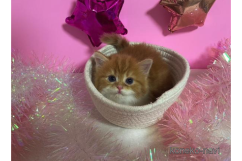 成約済の大阪府のスコティッシュフォールド-68347